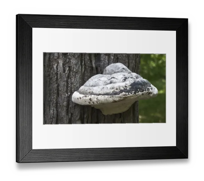 Framed Print : Large tree trunk fungus on a tree in the forest