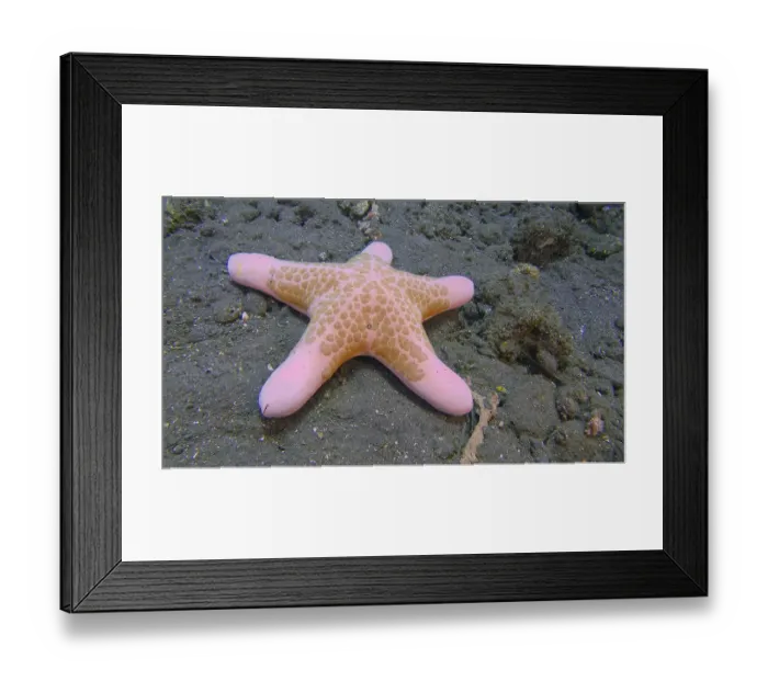 Framed Print : A roller starfish (Choriaster granulatus) lies on the sandy seabed