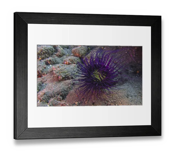 Framed Print : A filigree cylinder rose (Cerianthus filiformis) with long tentacles
