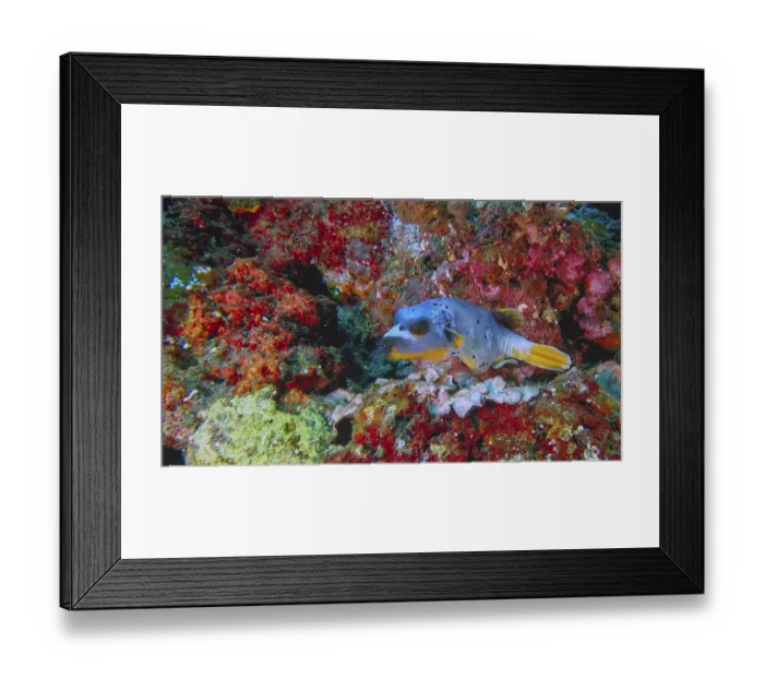 Framed Print : A blackspotted pufferfish (Arothron nigropunctatus)