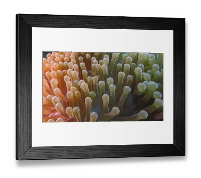 Framed Print : Close-up of an anemone partner shrimp (Ancylomenes longcarpus) in an anemone with long tentacles Framed Print : Close-up of an anemone partner shrimp (Ancylomenes longcarpus) in an anemone with long tentacles