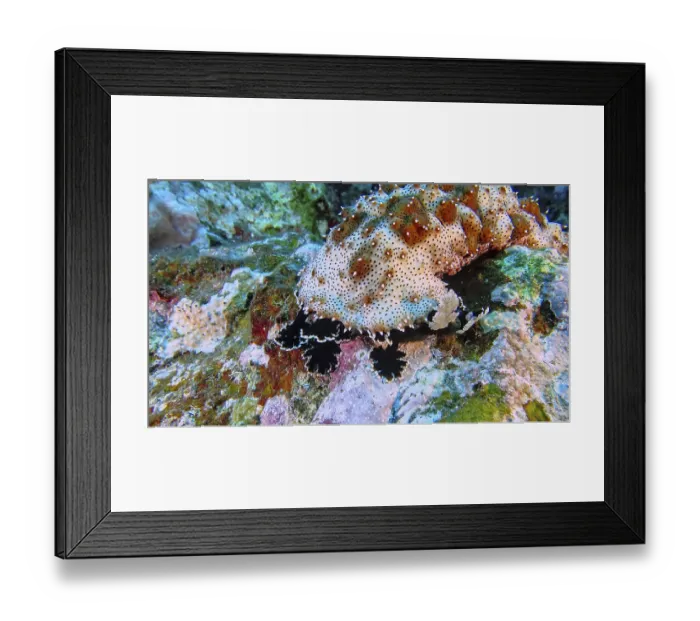 Framed Print : Pineapple sea cucumber (Thelenota ananas) on the uneven surfaces of tropical underwater areas