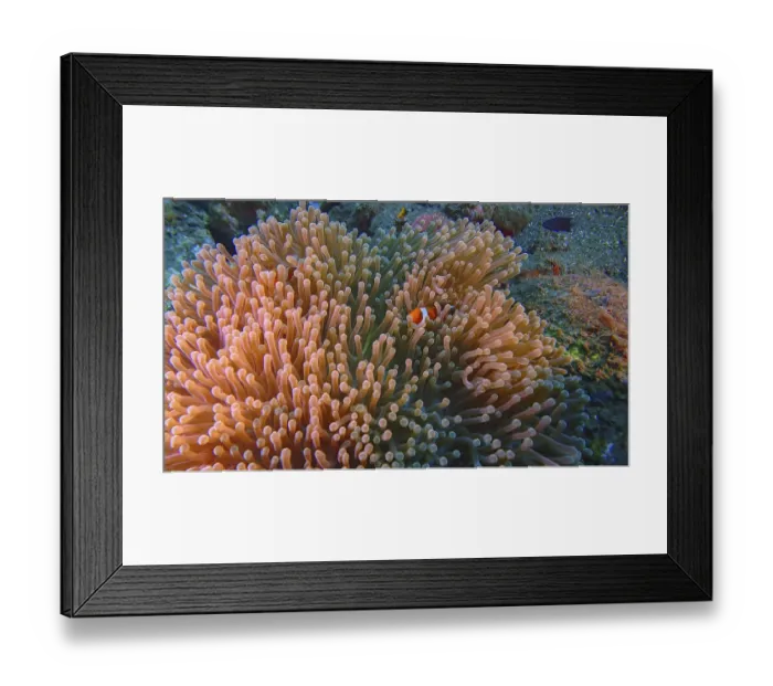 Framed Print : An Ocellaris Clownfish (Amphiprion ocellaris) hides in a large Framed Print : An Ocellaris Clownfish (Amphiprion ocellaris) hides in a large
