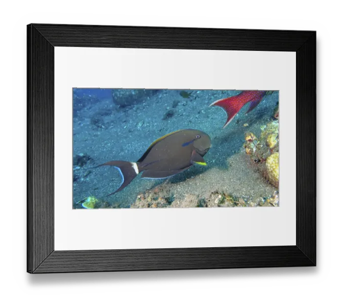 Framed Print : An armpit surgeonfish (Acanthurus nigricauda) swims across the sandy seabed