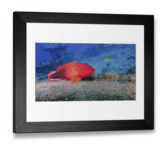 Framed Print : A red fish fire grouper (Cephalopholis urodeta) sits on the seabed surrounded by other sea creatures