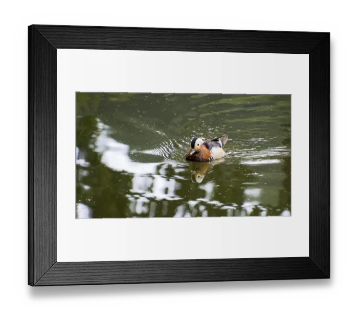 Framed Print : Mandarin duck (Aix galericulata) swimming on a calm pond with reflections of the surroundings Framed Print : Mandarin duck (Aix galericulata) swimming on a calm pond with reflections of the surroundings