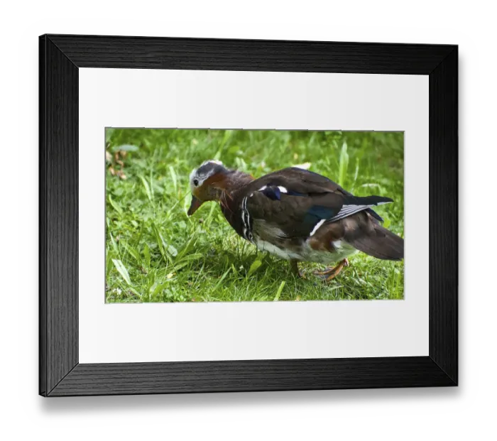 Framed Print : Mandarin duck (Aix galericulata) looking for food in the green grass