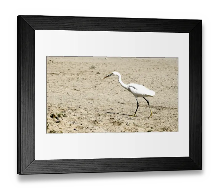 Framed Print : A Great Egret (Ardea alba) walks along the sandy beach surrounded by tranquil natural surroundings