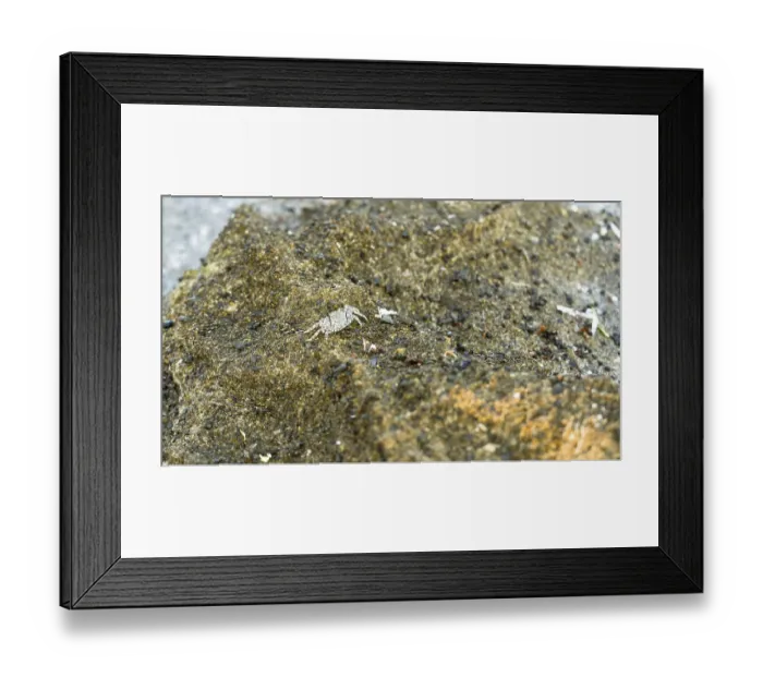 Framed Print : A small crab on a rocky surface Framed Print : A small crab on a rocky surface