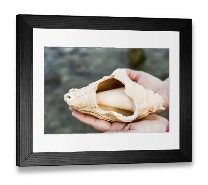 Framed Print : Large shell held in hands showing smooth