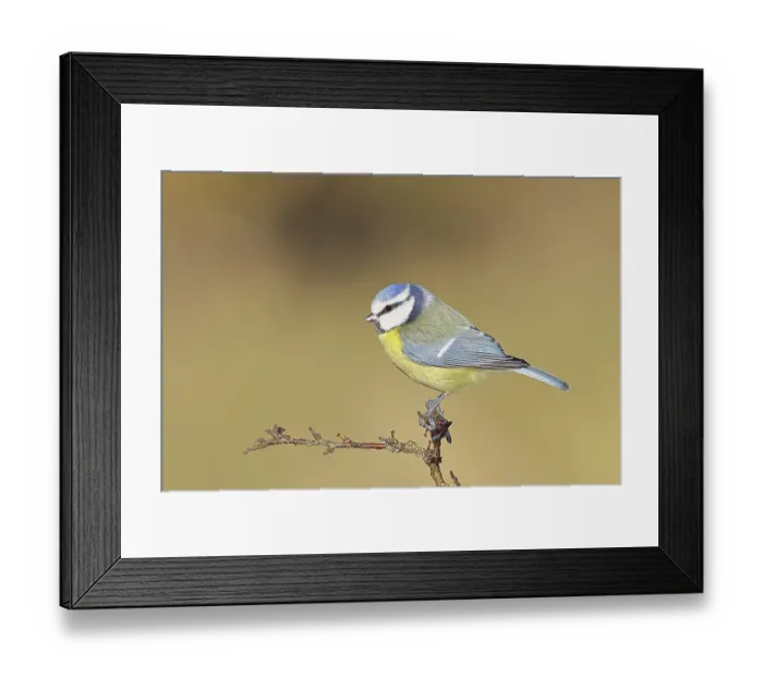 Framed Print : Blue tit (Parus caeruleus), sitting on a branch in a blackthorn bush