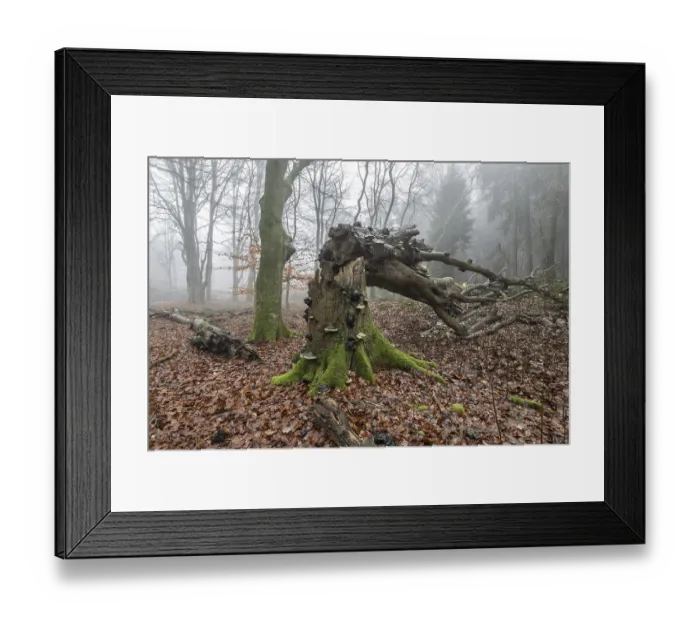 Framed Print : Old beech forest (Fagus sylvatica) in the fog
