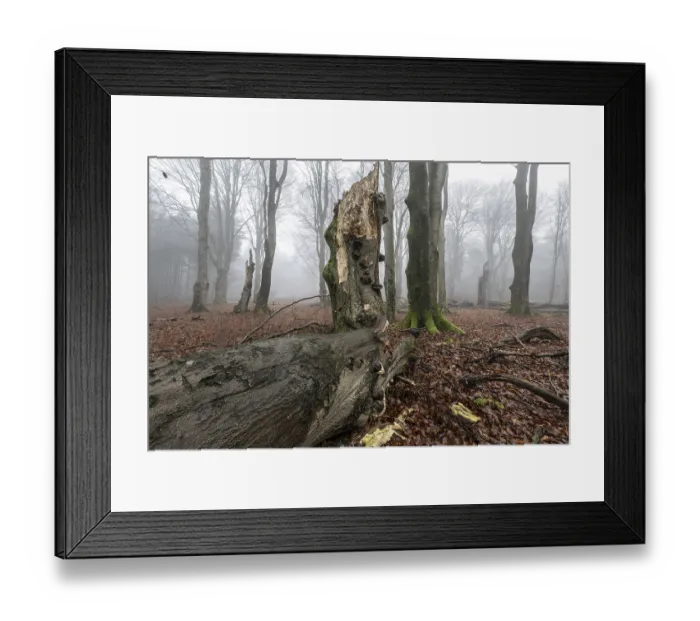 Framed Print : Old beech forest (Fagus sylvatica) in the fog Framed Print : Old beech forest (Fagus sylvatica) in the fog