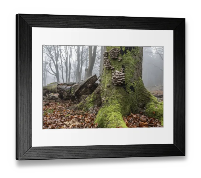 Framed Print : Old beech forest (Fagus sylvatica) in the fog Framed Print : Old beech forest (Fagus sylvatica) in the fog