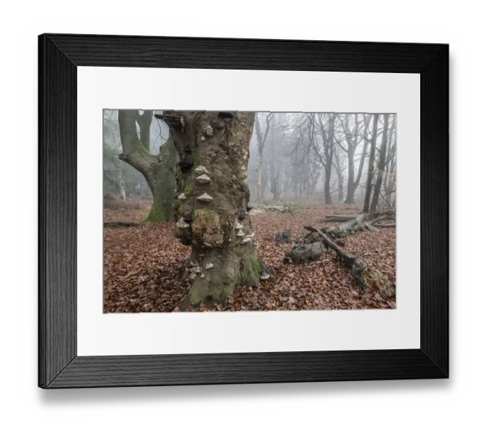 Framed Print : Old beech forest (Fagus sylvatica) in the fog