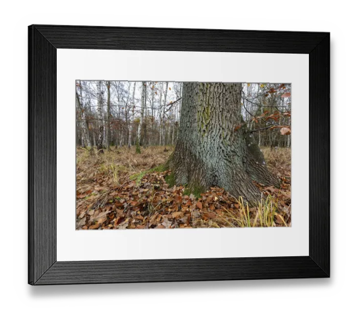 Framed Print : Birch trees (Betula), birch forest Framed Print : Birch trees (Betula), birch forest