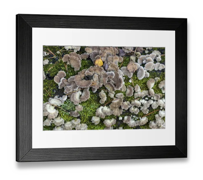 Framed Print : Tree fungus, Split Gill (Schizophyllum commune) Framed Print : Tree fungus, Split Gill (Schizophyllum commune)