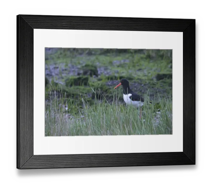 Framed Print : Oystercatcher (Haematopus ostralegus)