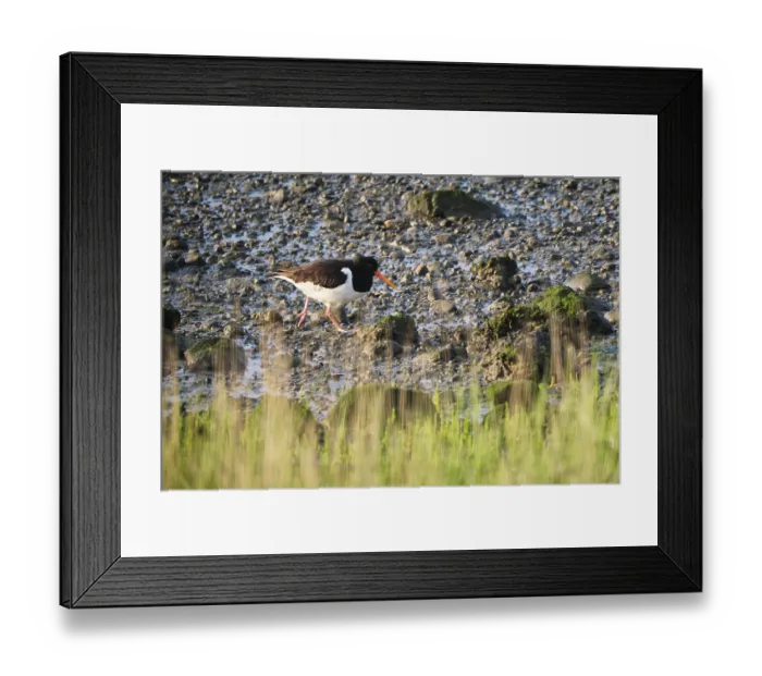 Framed Print : Oystercatcher (Haematopus ostralegus) Framed Print : Oystercatcher (Haematopus ostralegus)