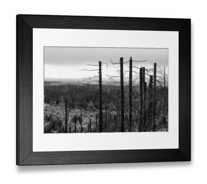 Framed Print : Dead trees Mountain spruce forest deaths in the Harz Mountains