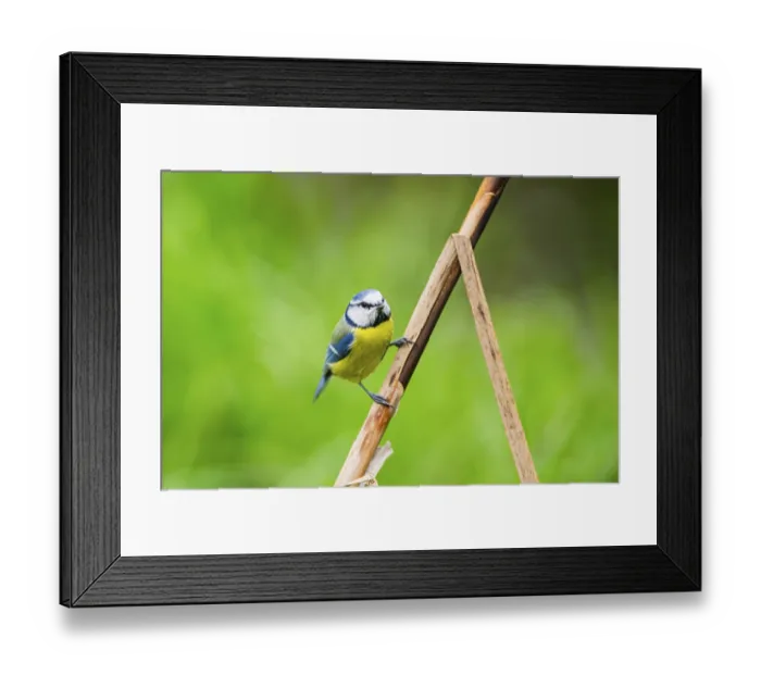 Framed Print : Eurasian blue tit (Cyanistes caeruleus) sitting on stem of a reed at a swamp