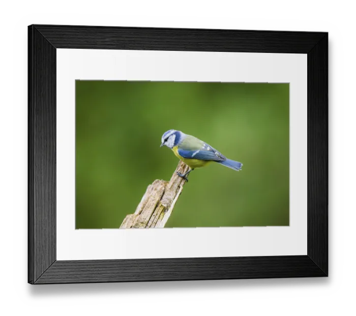 Framed Print : Eurasian blue tit (Cyanistes caeruleus) sitting on an old wrotten tree trunk at a swamp