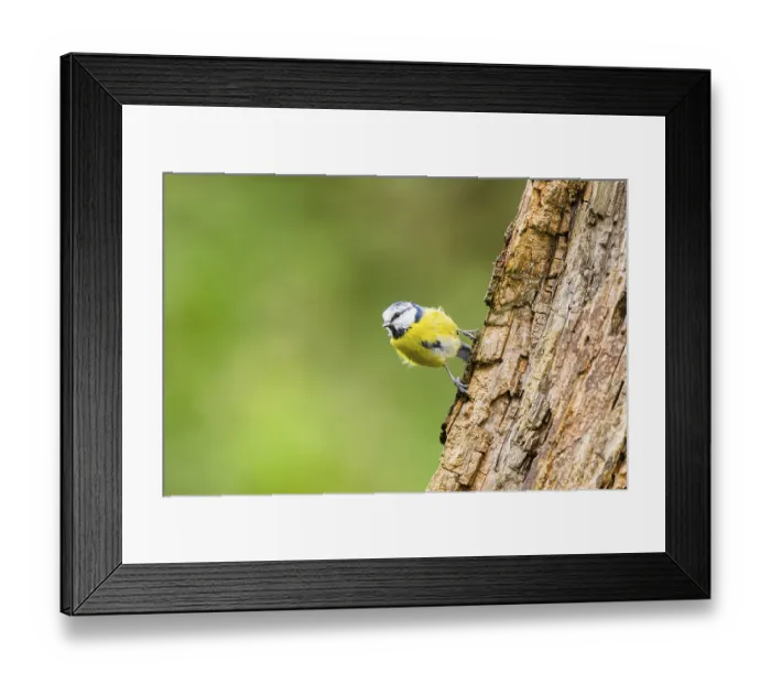 Framed Print : Eurasian blue tit (Cyanistes caeruleus) sitting on an old wrotten tree trunk at a swamp