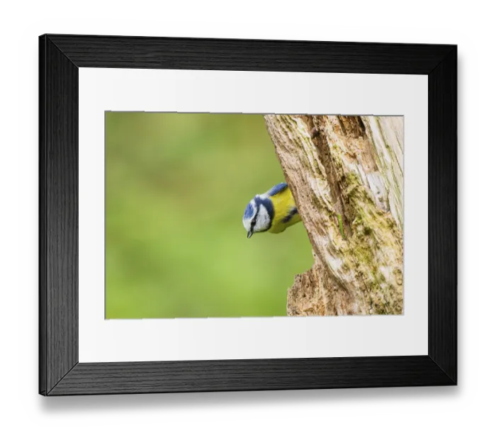 Framed Print : Eurasian blue tit (Cyanistes caeruleus) sitting on an old wrotten tree trunk at a swamp