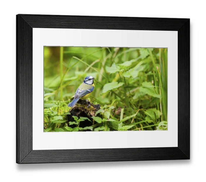 Framed Print : Eurasian blue tit (Cyanistes caeruleus) sitting on an old wrotten tree trunk at a swamp
