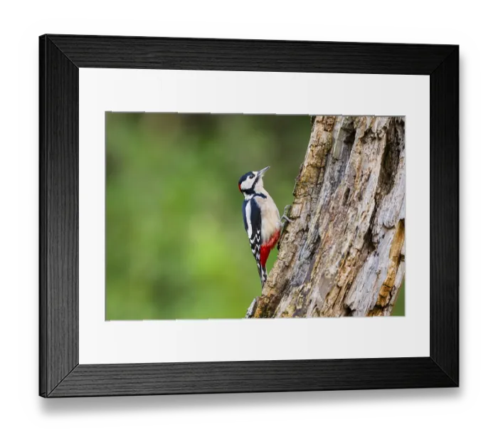 Framed Print : Great spotted woodpecker (Dendrocopos major) sitting on an old wrotten tree trunk in late summer Framed Print : Great spotted woodpecker (Dendrocopos major) sitting on an old wrotten tree trunk in late summer