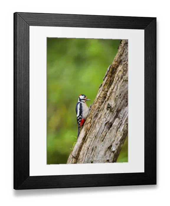 Framed Print : Great spotted woodpecker (Dendrocopos major) sitting on an old wrotten tree trunk in late summer