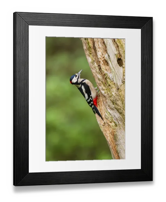 Framed Print : Great spotted woodpecker (Dendrocopos major) sitting on an old wrotten tree trunk in late summer