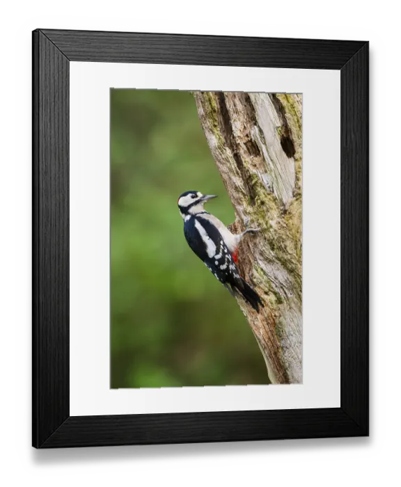 Framed Print : Great spotted woodpecker (Dendrocopos major) sitting on an old wrotten tree trunk in late summer