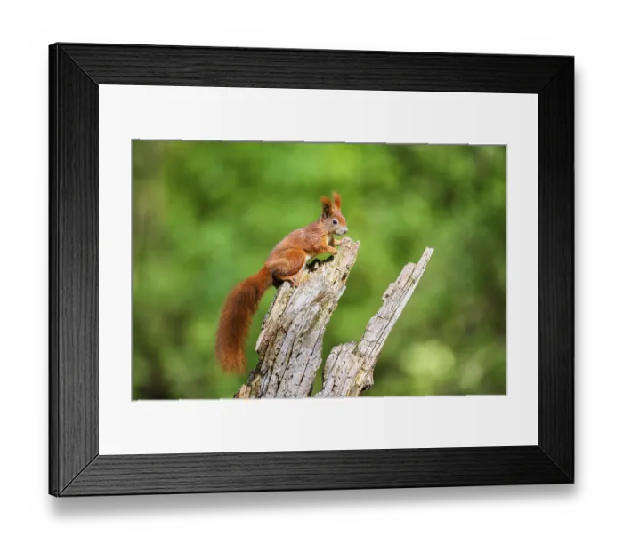 Framed Print : Red squirrel (Sciurus vulgaris) sitting on an old wrotten tree trunk in a forest
