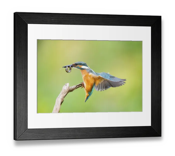Framed Print : Common kingfisher (Alcedo atthis) landing on an old wooden branch with a fresh cought fish in his beak in late summer