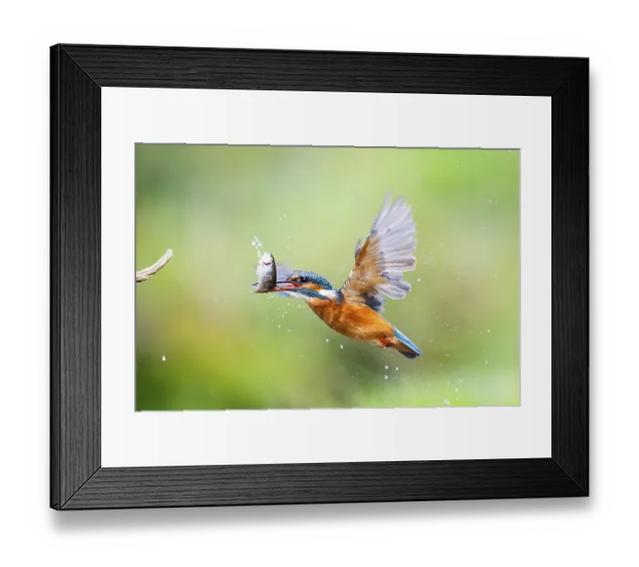 Framed Print : Common kingfisher (Alcedo atthis) flying out of the water with a fresh cought fish in his beak in late summer