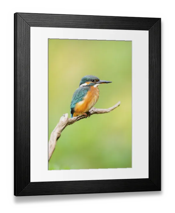 Framed Print : Common kingfisher (Alcedo atthis) sitting on an old wooden branch in late summer