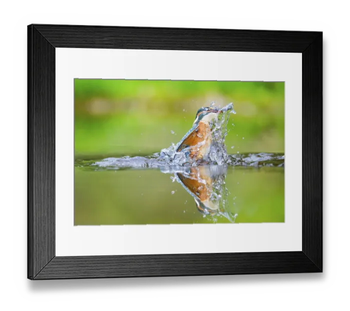 Framed Print : Common kingfisher (Alcedo atthis) flying out of the water with a fresh cought fish in his beak in late summer