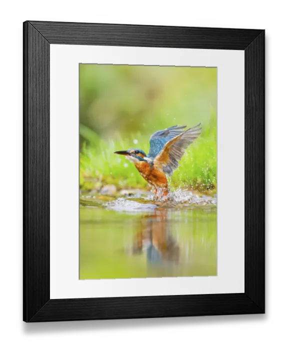 Framed Print : Common kingfisher (Alcedo atthis) flying out of the water after a unsuccessful hunt in late summer
