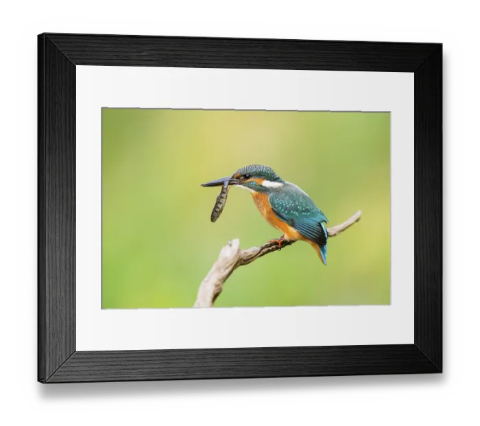 Framed Print : Common kingfisher (Alcedo atthis) sitting on an old wooden branch eating his fresh cought fish in late summer