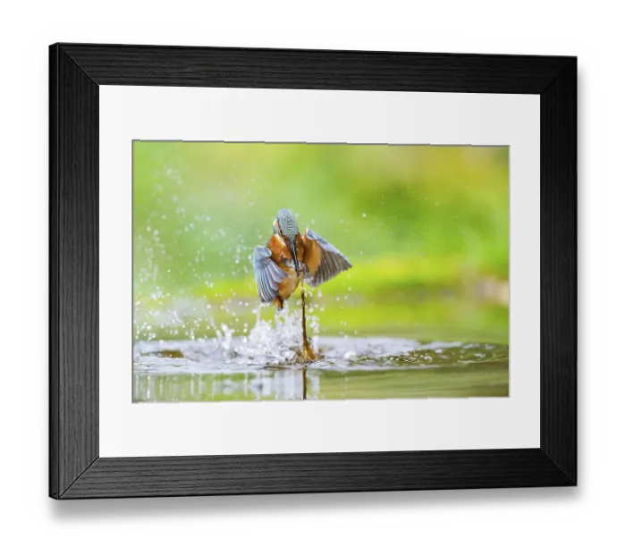 Framed Print : Common kingfisher (Alcedo atthis) flying out of the water with a fresh cought fish in his beak in late summer Framed Print : Common kingfisher (Alcedo atthis) flying out of the water with a fresh cought fish in his beak in late summer