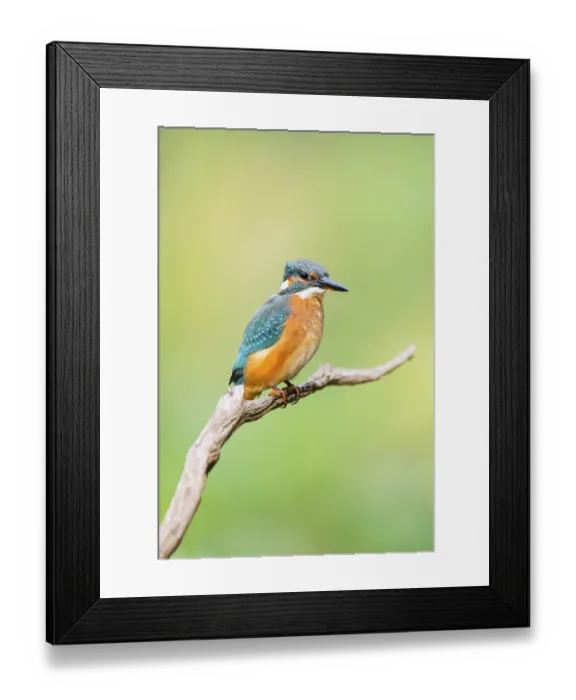 Framed Print : Common kingfisher (Alcedo atthis) sitting on an old wooden branch in late summer