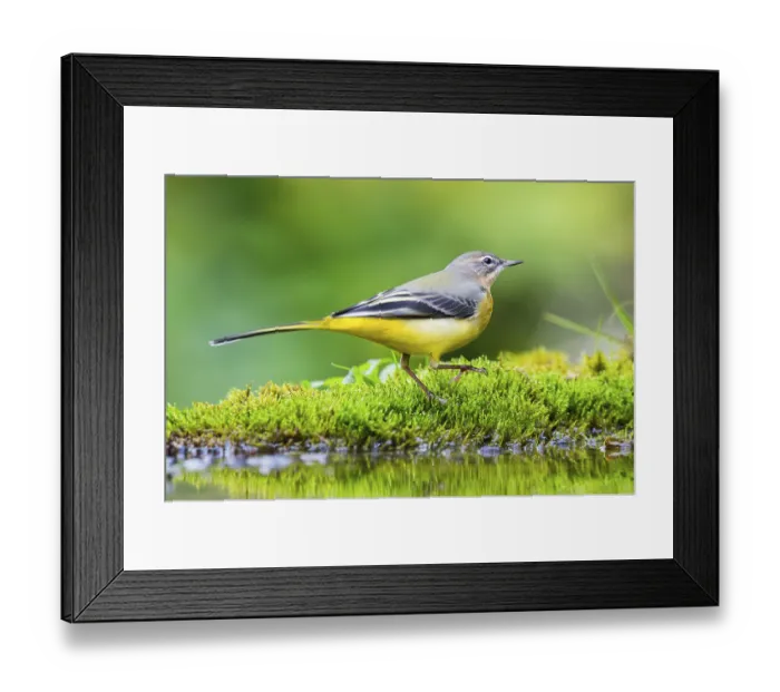 Framed Print : Grey Wagtail (Motacilla cinerea) hunting at a little lake in a swamp Framed Print : Grey Wagtail (Motacilla cinerea) hunting at a little lake in a swamp