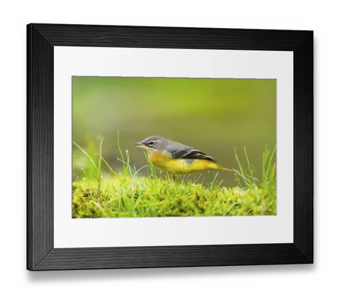 Framed Print : Grey Wagtail (Motacilla cinerea) hunting at a little lake in a swamp