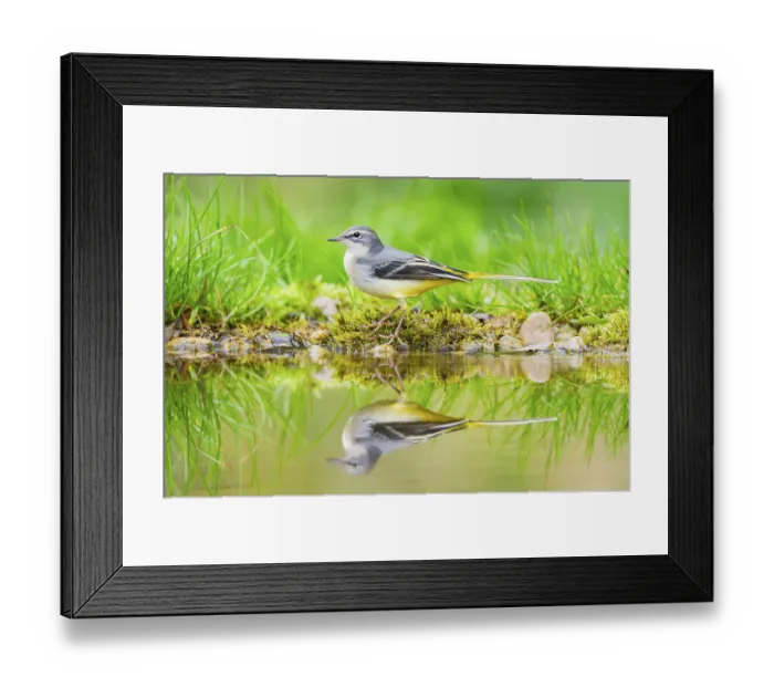 Framed Print : Grey Wagtail (Motacilla cinerea) hunting at a little lake in a swamp Framed Print : Grey Wagtail (Motacilla cinerea) hunting at a little lake in a swamp