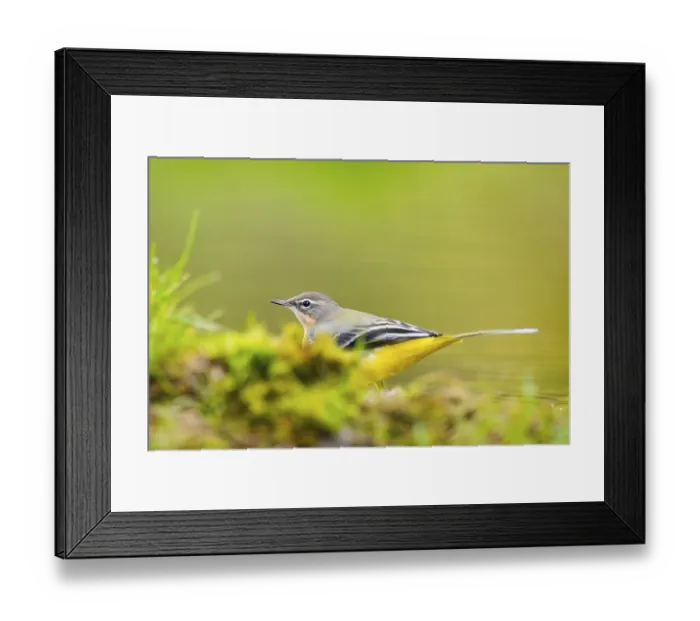 Framed Print : Grey Wagtail (Motacilla cinerea) hunting at a little lake in a swamp
