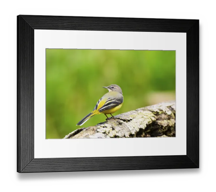 Framed Print : Grey Wagtail (Motacilla cinerea) sitting on an old wood