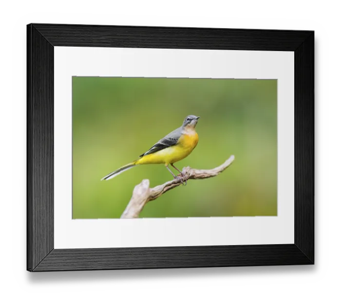 Framed Print : Grey Wagtail (Motacilla cinerea) sitting on a branch Framed Print : Grey Wagtail (Motacilla cinerea) sitting on a branch