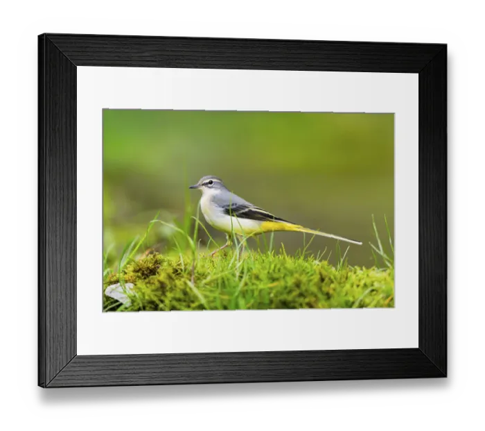Framed Print : Grey Wagtail (Motacilla cinerea) hunting at a little lake in a swamp