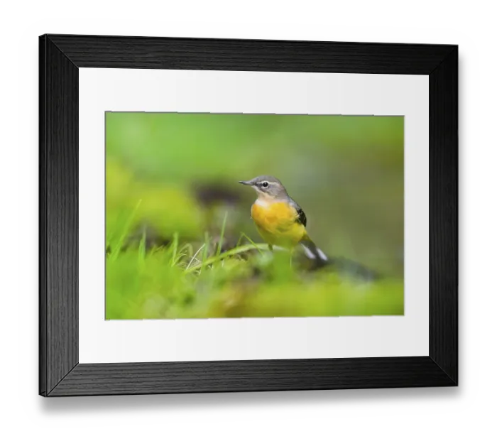 Framed Print : Grey Wagtail (Motacilla cinerea) hunting at a little lake in a swamp Framed Print : Grey Wagtail (Motacilla cinerea) hunting at a little lake in a swamp